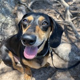 Entry image for Dexter