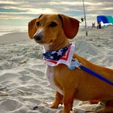 Entry image for Dobby