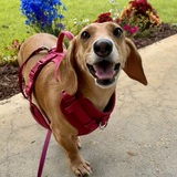 Entry image for Penelope goes by Penny