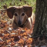 Entry image for Alvin