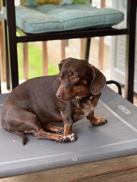 Entry image for Bella. Clicking this image will show a larger photo
