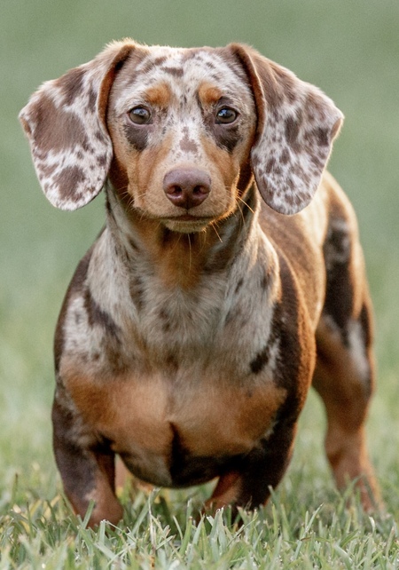 Oliver