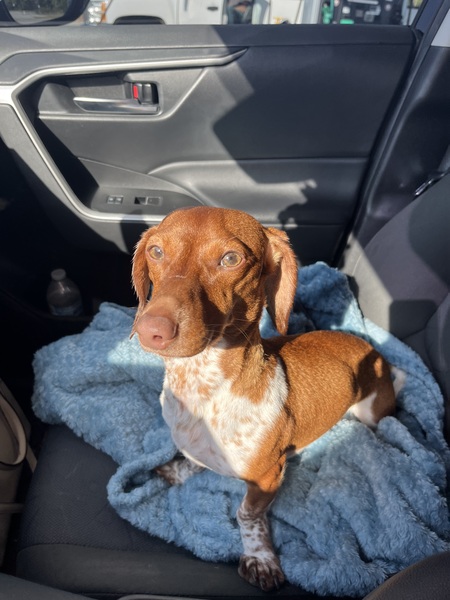 Entry image for Opie. Clicking this image will show a larger photo