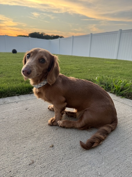 Entry image for Penny. Clicking this image will show a larger photo