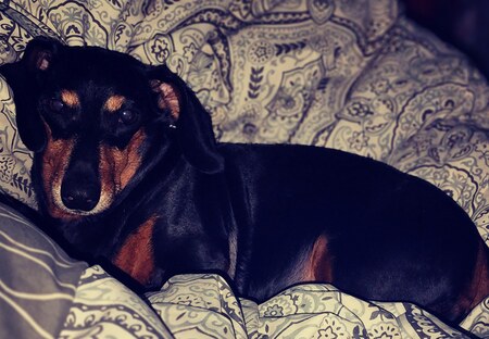 Entry image for Daisy. Clicking this image will show a larger photo