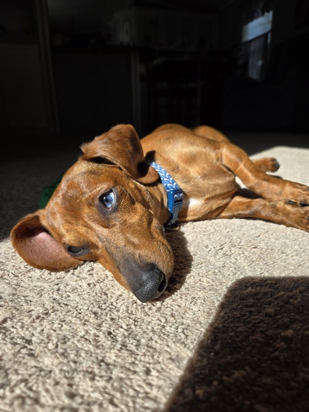 Entry image for Lenny. Clicking this image will show a larger photo