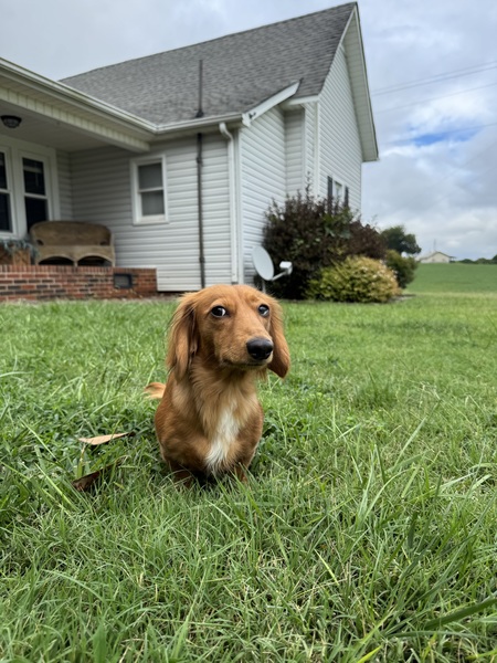 Entry image for Winston . Clicking this image will show a larger photo