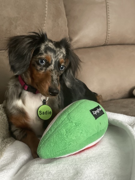 Entry image for Sadie. Clicking this image will show a larger photo