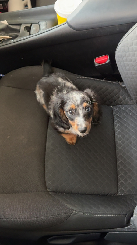 Entry image for Hank. Clicking this image will show a larger photo