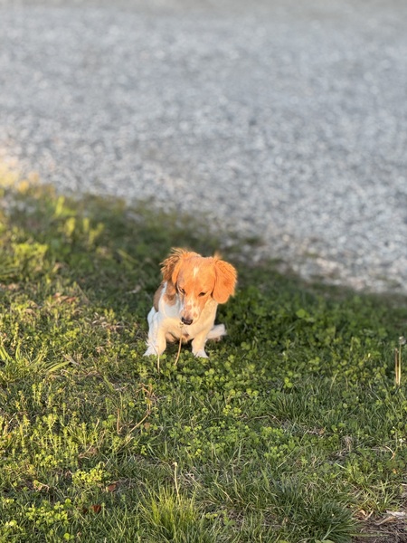 Entry image for Biscuit. Clicking this image will show a larger photo
