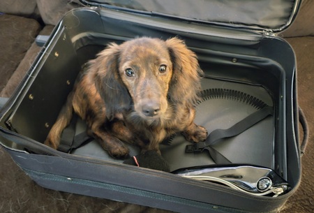 Entry image for Biscuit . Clicking this image will show a larger photo