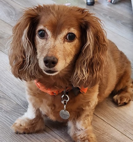 Entry image for Maggie. Clicking this image will show a larger photo
