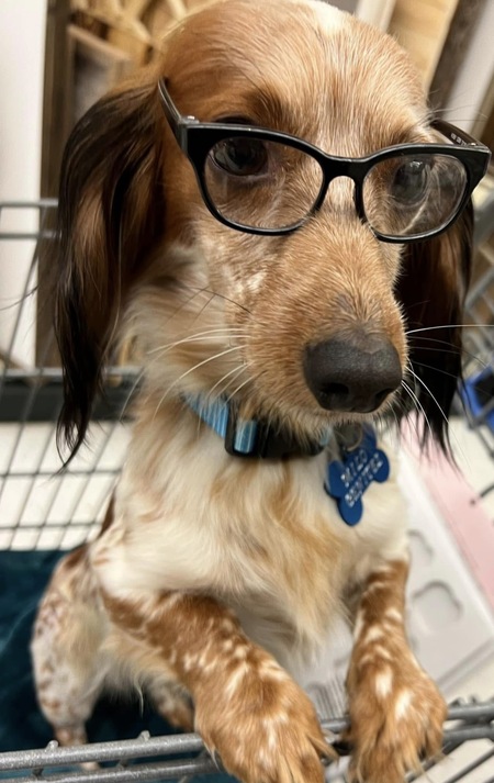 Entry image for Milo. Clicking this image will show a larger photo