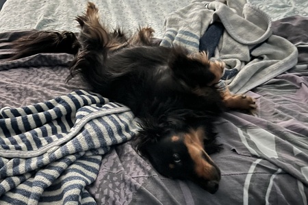 Entry image for Bandit. Clicking this image will show a larger photo