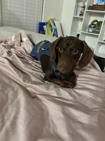 Entry image for Rocket. Clicking this image will show a larger photo