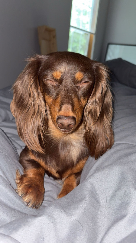 Entry image for Teddy. Clicking this image will show a larger photo