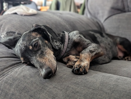 Entry image for Ollie . Clicking this image will show a larger photo