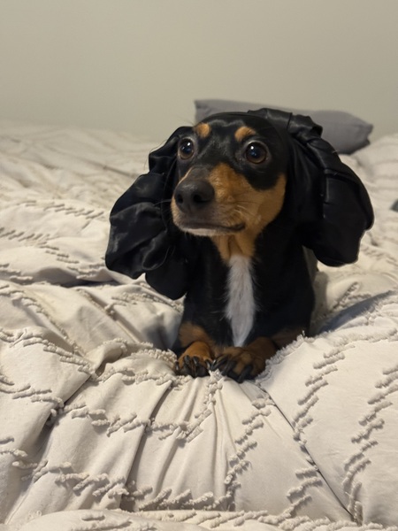 Entry image for Oscar Meyer Lemon. Clicking this image will show a larger photo