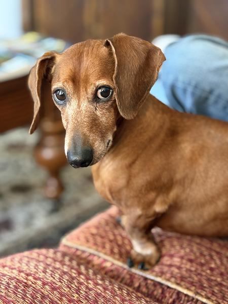 Entry image for Lucky. Clicking this image will show a larger photo