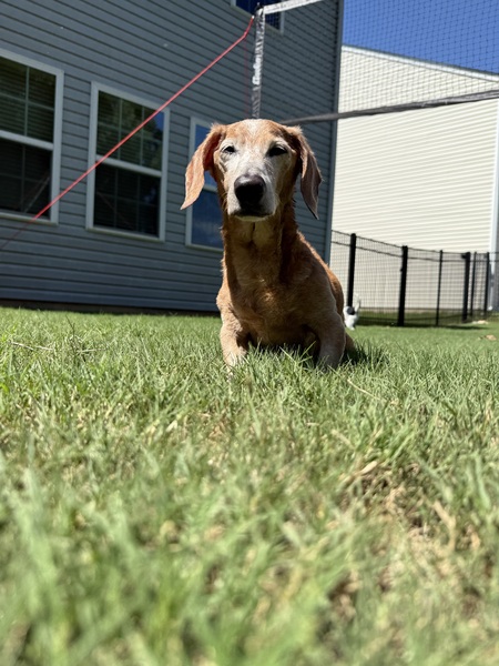 Entry image for Frankie. Clicking this image will show a larger photo