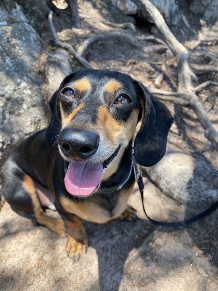 Entry image for Dexter. Clicking this image will show a larger photo