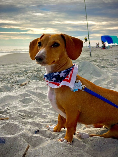 Entry image for Dobby. Clicking this image will show a larger photo