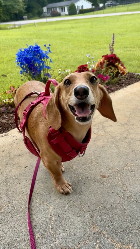 Entry image for Penelope goes by Penny. Clicking this image will show a larger photo