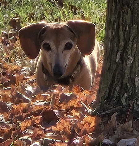 Entry image for Alvin. Clicking this image will show a larger photo