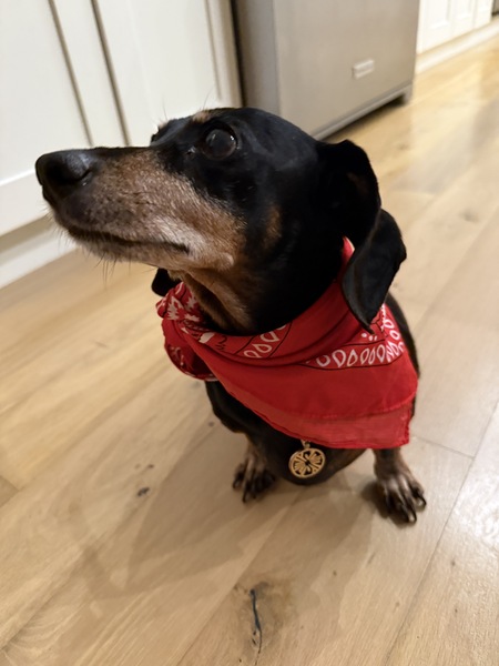 Entry image for Mini. Clicking this image will show a larger photo