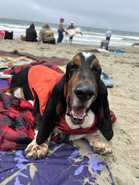 Entry image for Georgie. Clicking this image will show a larger photo