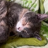 Entry image for Millie