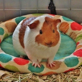Entry image for Pepita