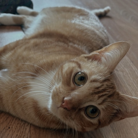 Ziggy
