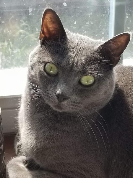 Layla