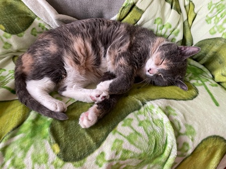 Entry image for Millie. Clicking this image will show a larger photo