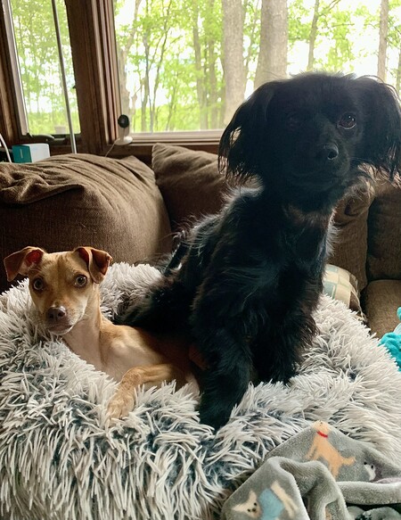 Entry image for Bisti and Alfie. Clicking this image will show a larger photo