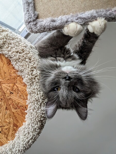 Entry image for Georgie. Clicking this image will show a larger photo