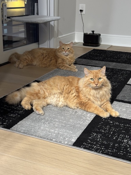 Entry image for Buddy and Glitch. Clicking this image will show a larger photo