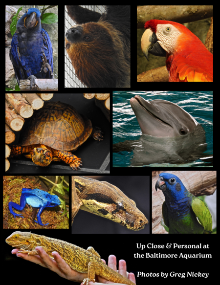 Entry image for Up Close & Personal at the Baltimore Aquarium by Greg Nickey. Clicking this image will show a larger photo