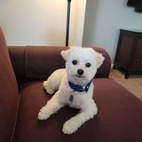 Entry image for Teddy