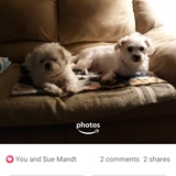 Entry image for Scruffy and Snickers 