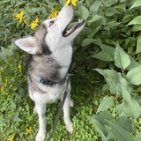 Entry image for Keani