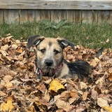 Entry image for Izzy (was Biscoff)