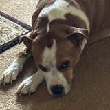 Entry image for Cody