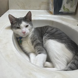 Entry image for Ringo