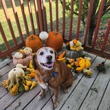 Entry image for PEPPER