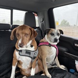 Entry image for Josie the Boxer; Diesel the Vizsla