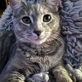 Entry image for Pennie