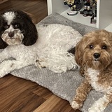 Entry image for Addi and Ivy