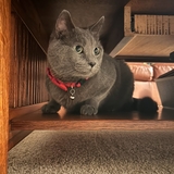 Entry image for Blueboy